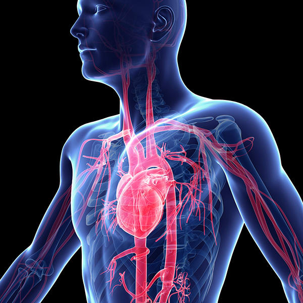 The distance of all your blood vessels would wrap around the Earth twice