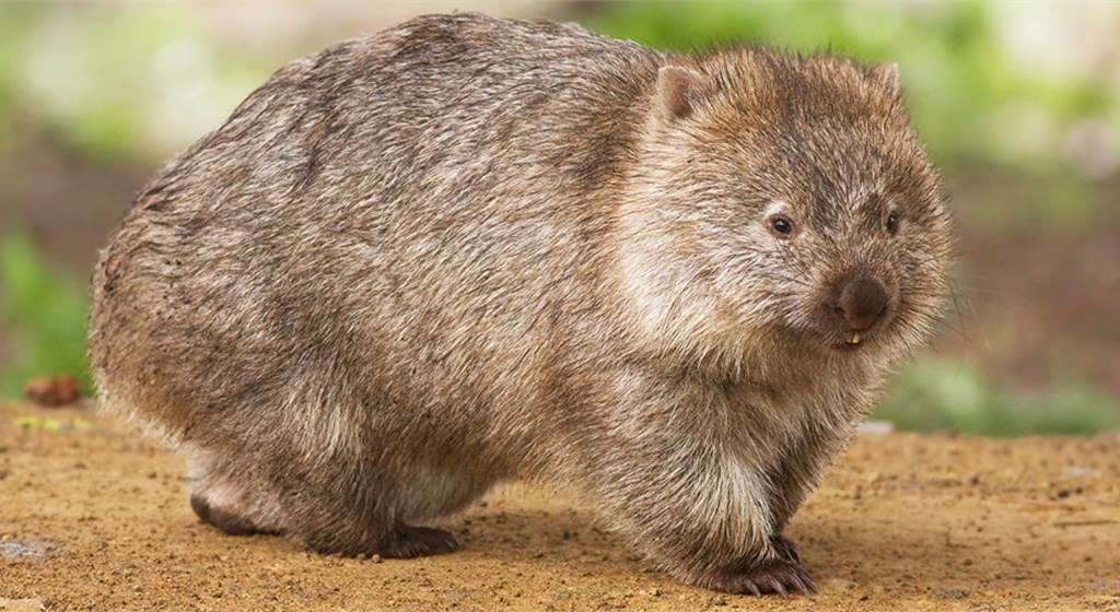 Wombats poop in the shape of cubes.