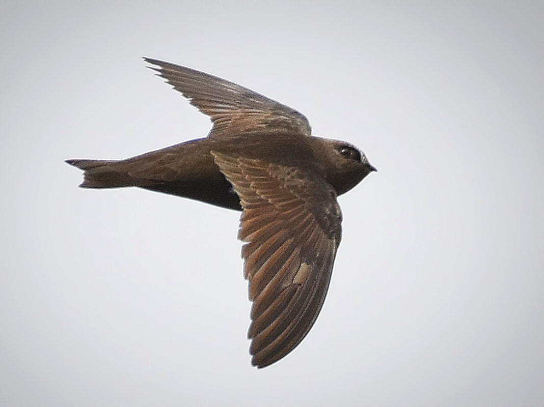 Swifts can fly in the air for extremely long time periods