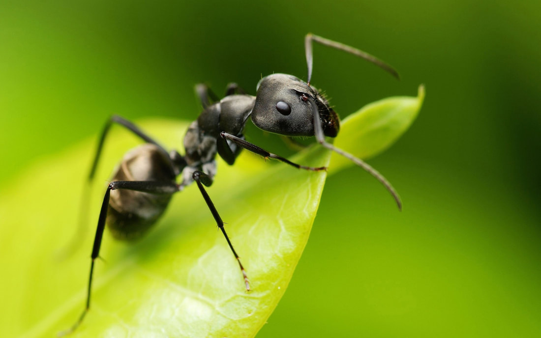 Ants don't have lungs