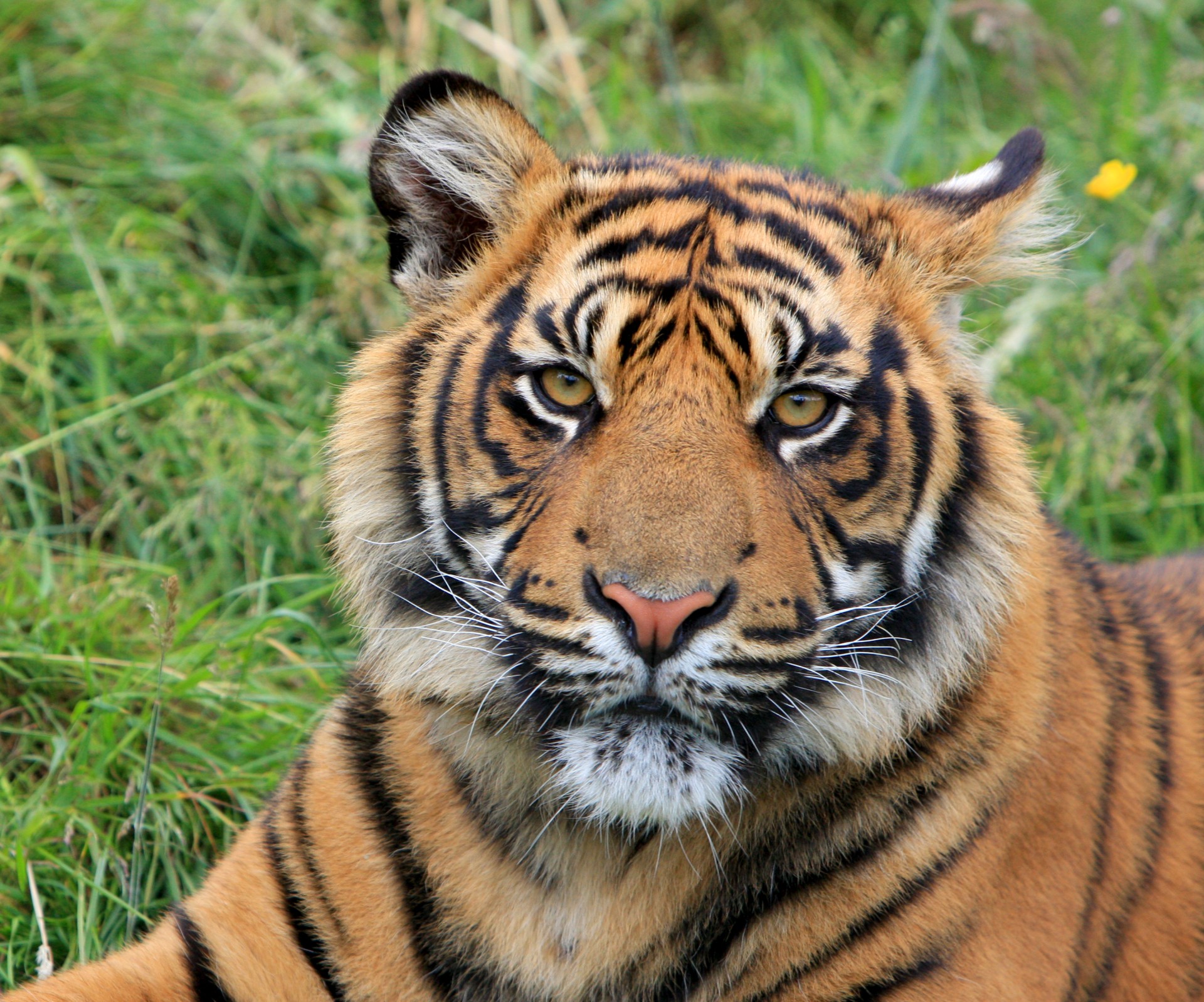 The tigers' orange color is an effective camouflage in their​ natural habitats.