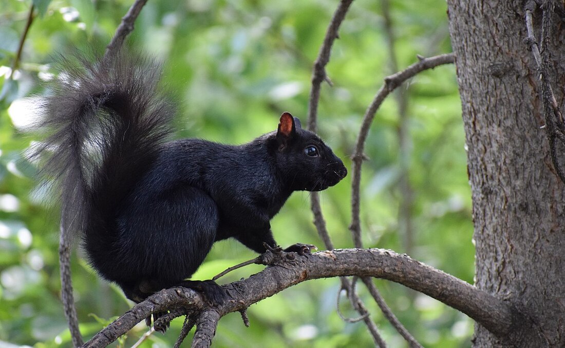 In Native American culture, many tribes consider the black squirrel a symbol of mystery and transformation.
