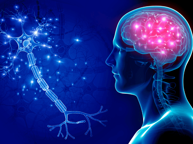 The brain cannot feel pain