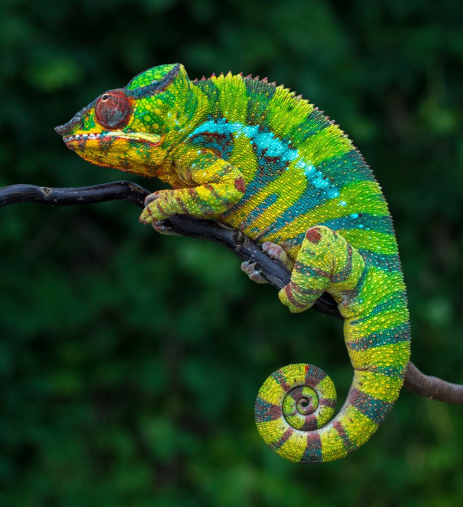 Chameleons don't change colors to blend in with their background