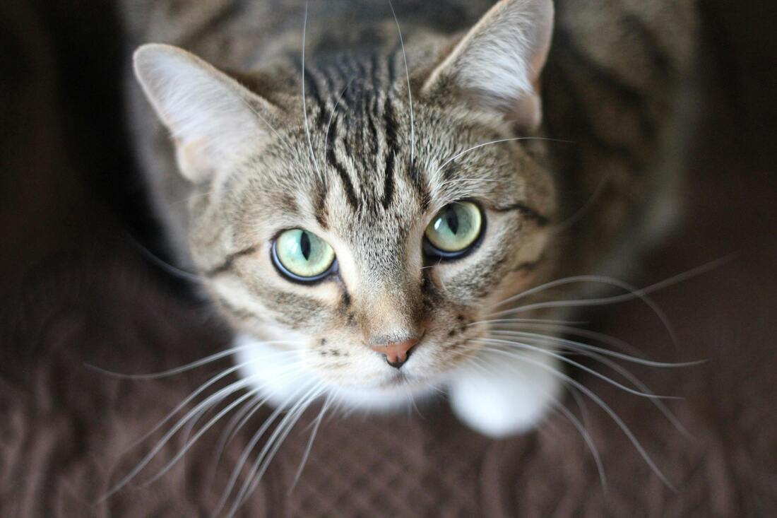 Cats have over one hundred vocal sounds