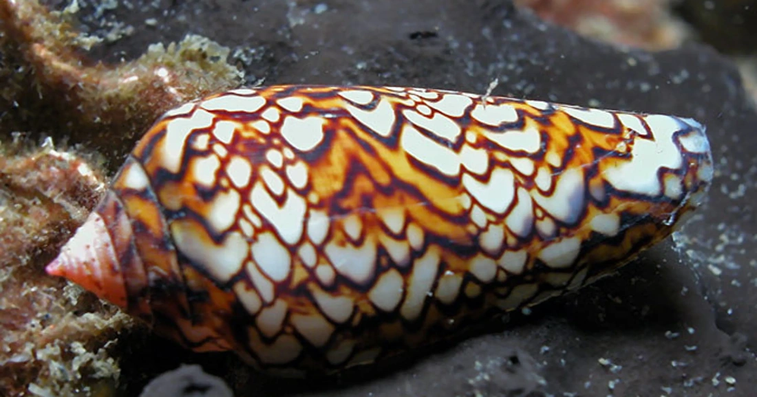 Cone snails are the most venomous mollusk