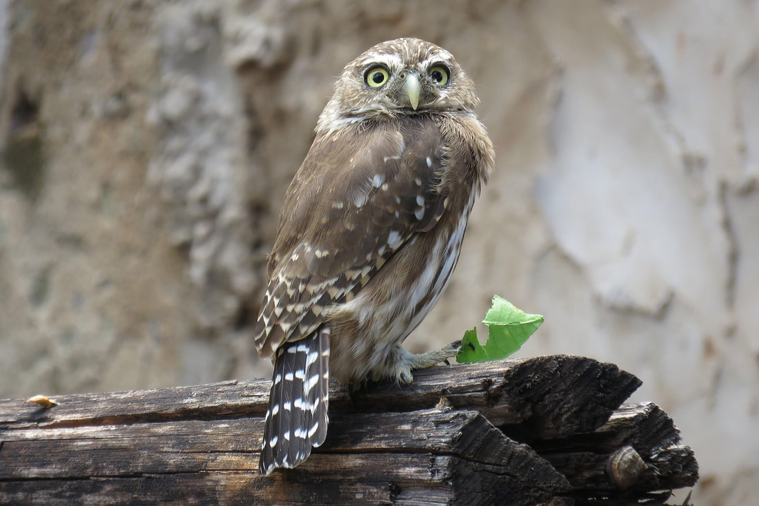 Owls don't have eyeballs