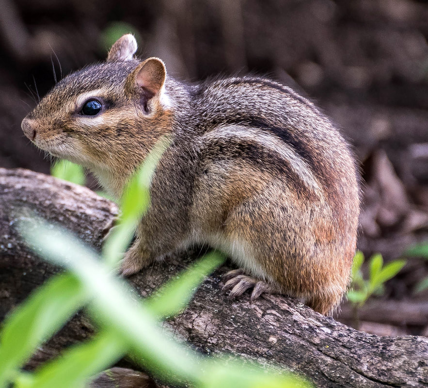 Chipmunks are solitary animals