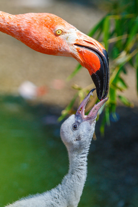 Flamingos are initially born with gray or white feathers