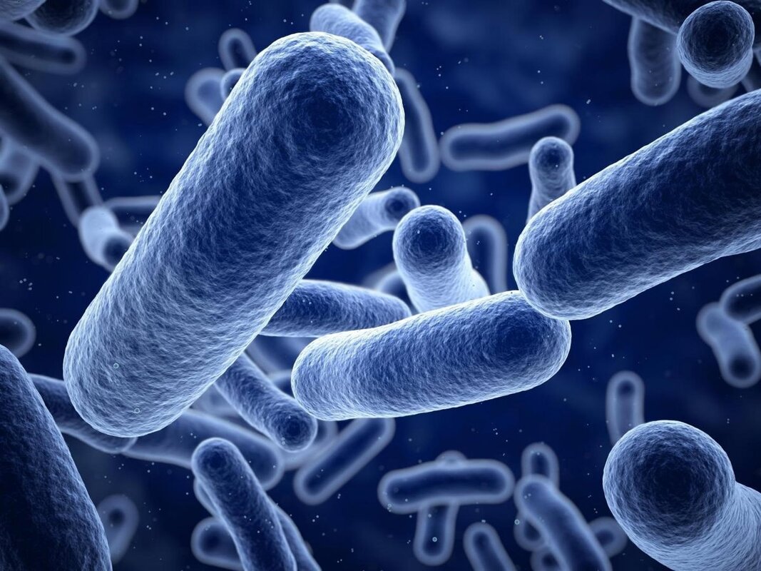There are more bacterial cells than human cells in the body