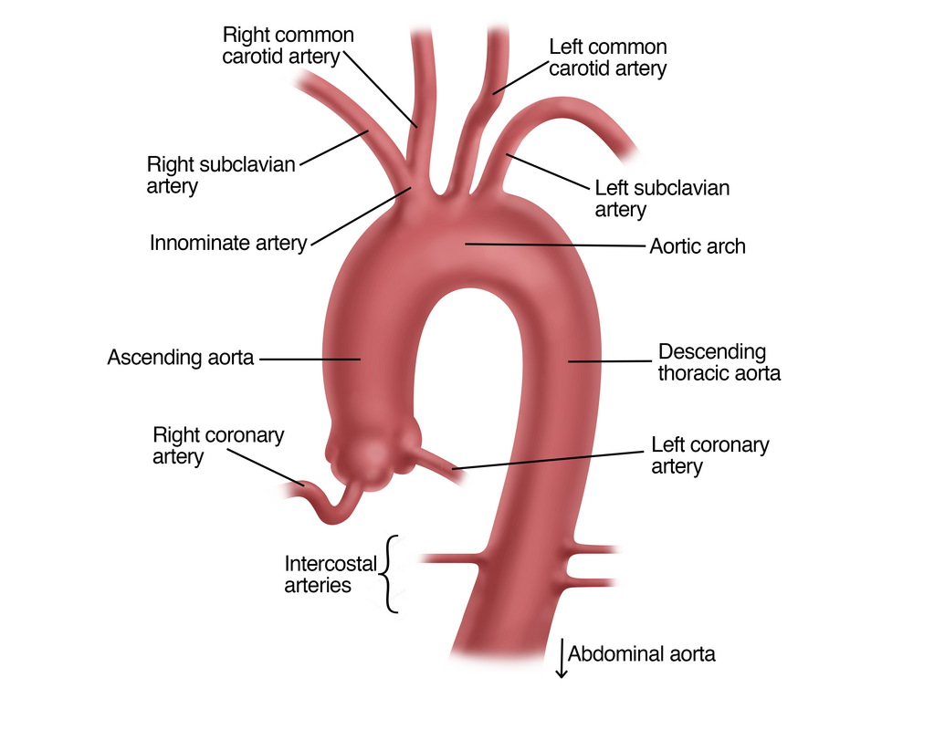The largest artery of the human body is the aorta