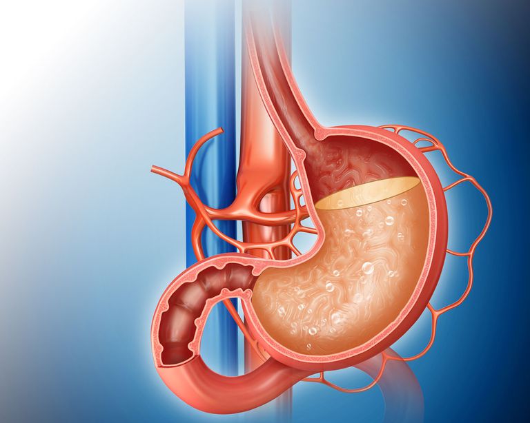 Stomach acid is so strong that it can even dissolve metal