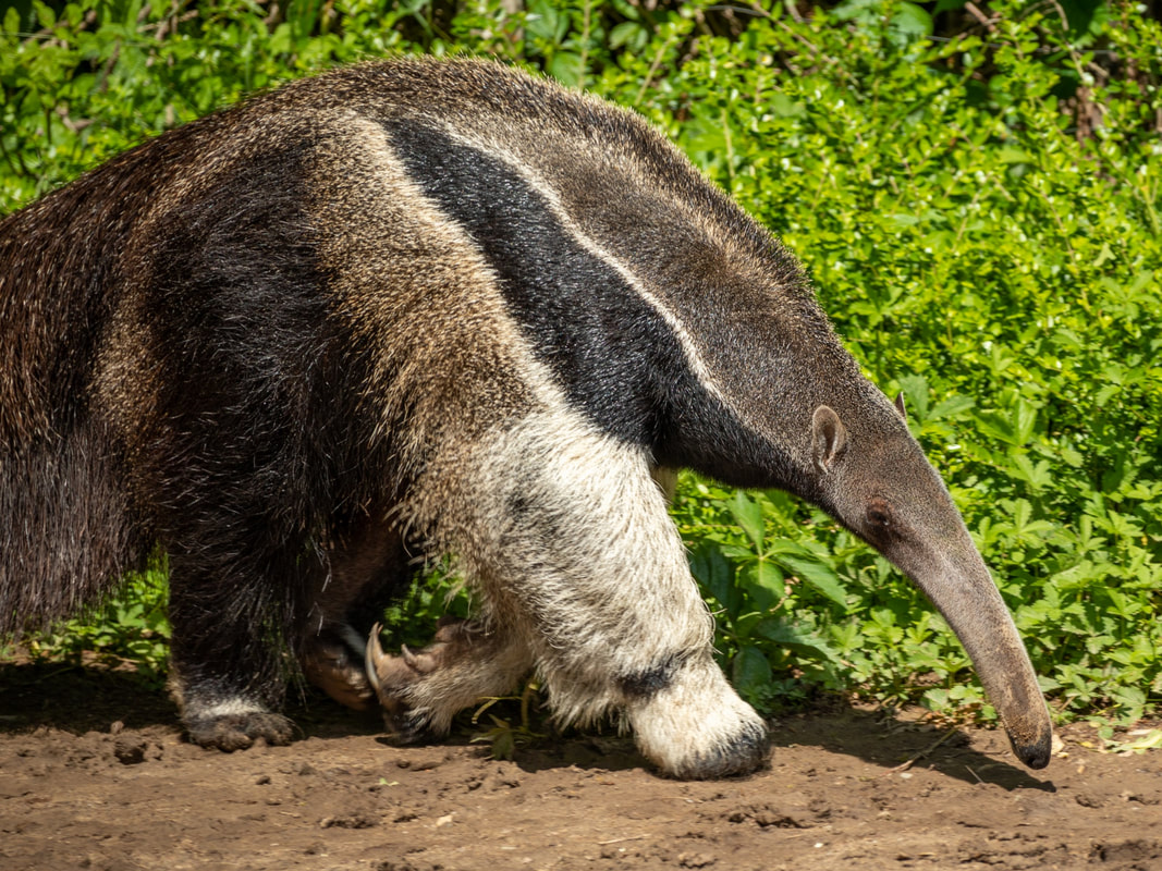 Anteaters don't have teeth