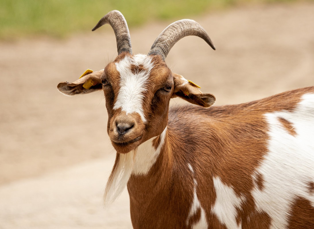 Goats adjust their "accents" based on their surroundings