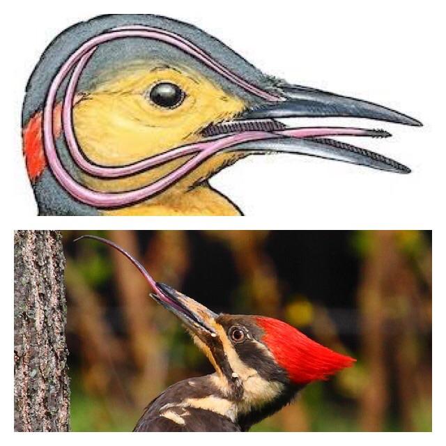 A woodpecker's tongue is so long that it wraps around its skull