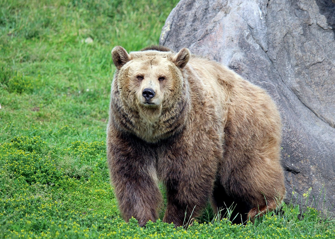 Grizzly bears can run as fast as horses