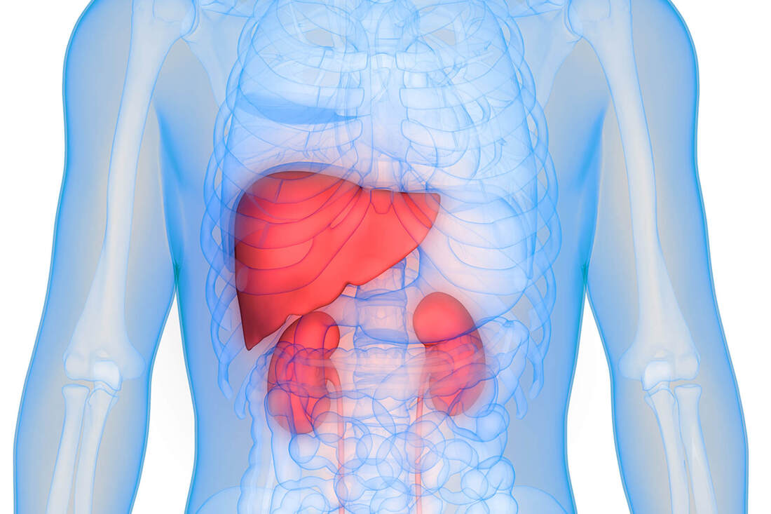 The liver is capable of rapid regeneration