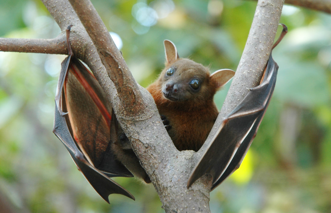 Fruit bats don't use echolocation