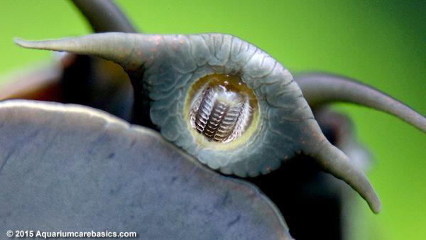 Garden snails have about 15,000 teeth