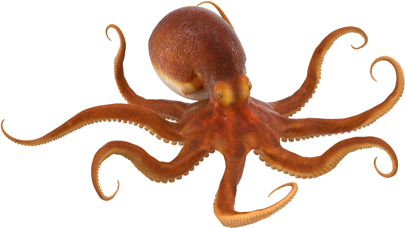 Octopuses have nine brains