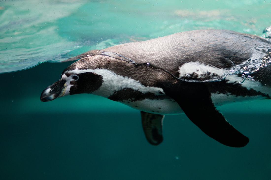 Penguins have a protective lens that covers their eyes when they go underwater