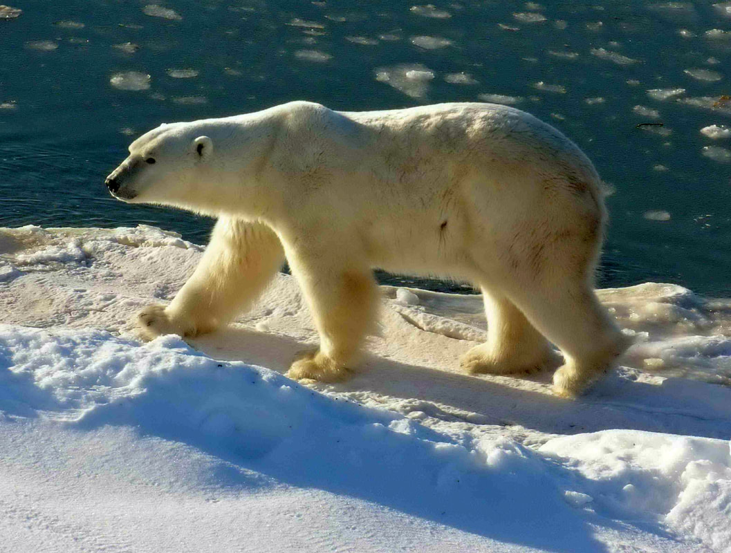 Polar bears have black skin