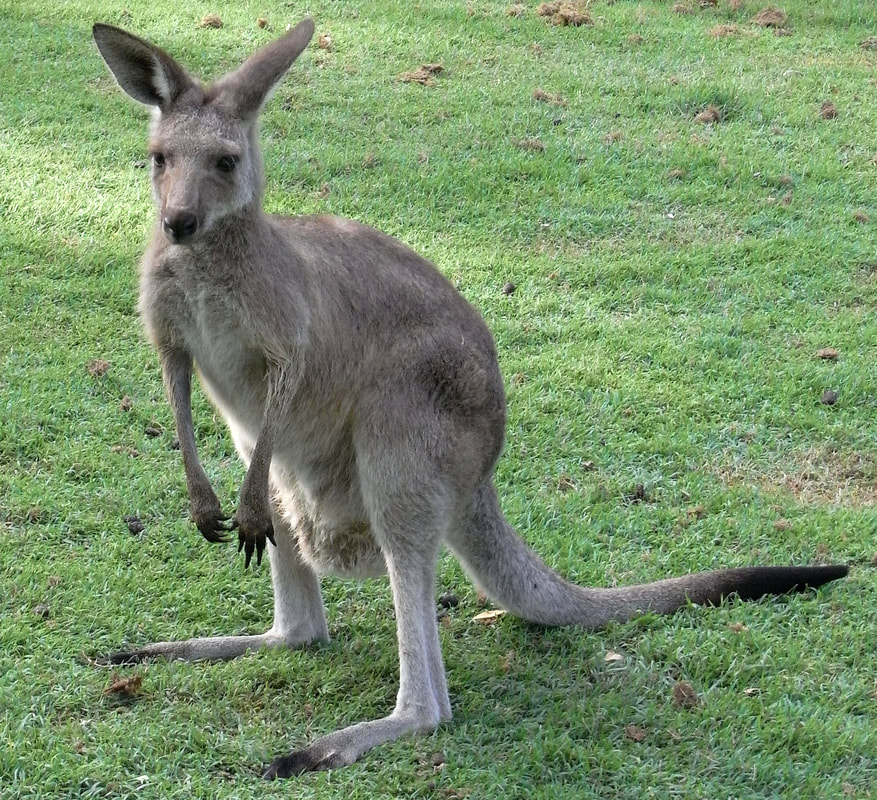 Kangaroos are unable to walk backwards