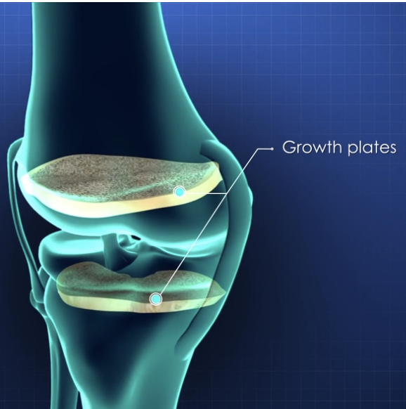 Your bones stop growing in length after you hit puberty
