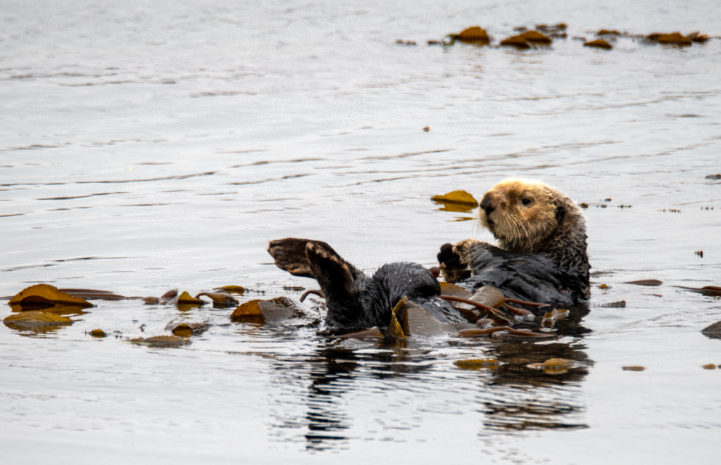 Sea otters have the thickest fur of any animal