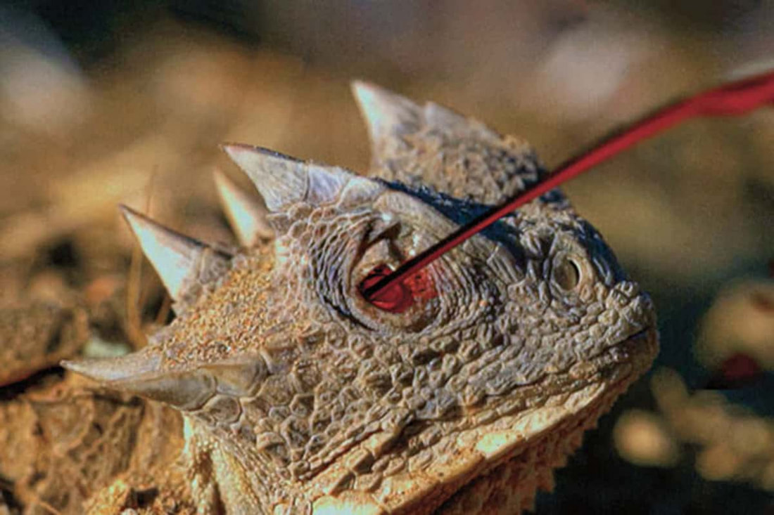The horned lizard can shoot blood from its eyes