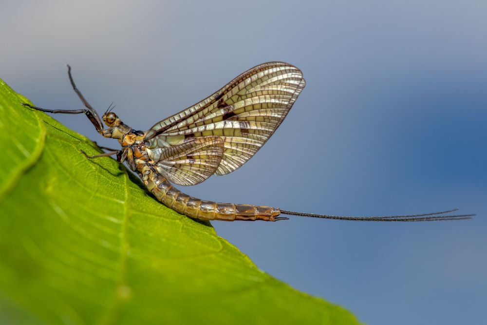 Adult mayflies live for one day