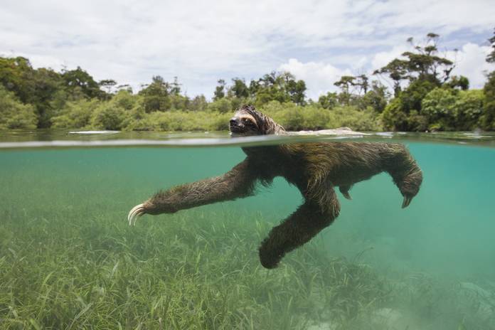 Sloths are excellent swimmers