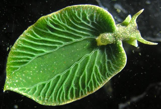 Sea slugs are able to perform photosynthesis