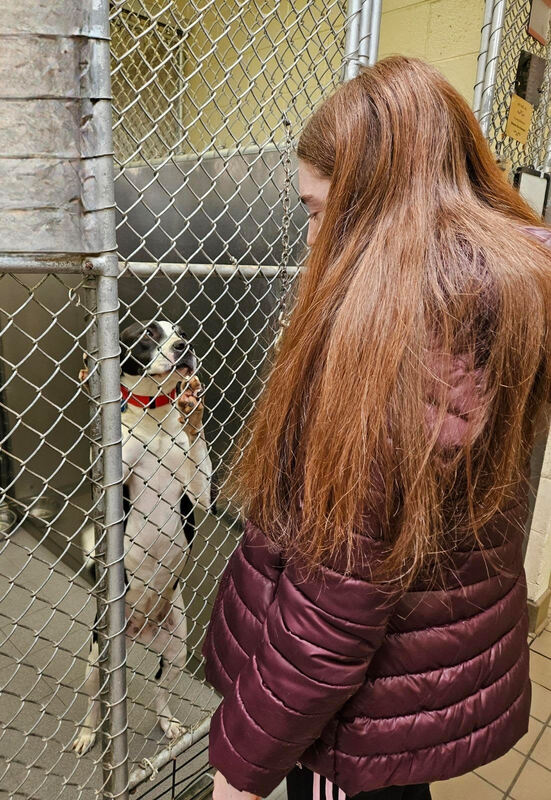 Shelters and rescue groups provide as a support system after adopting an animal