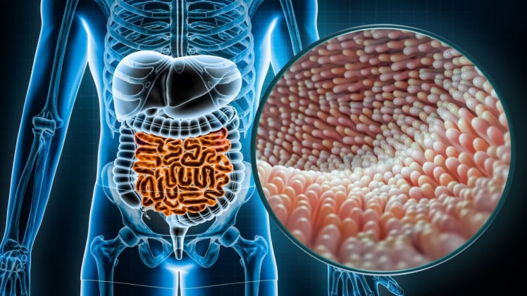 The gut has its own nervous system