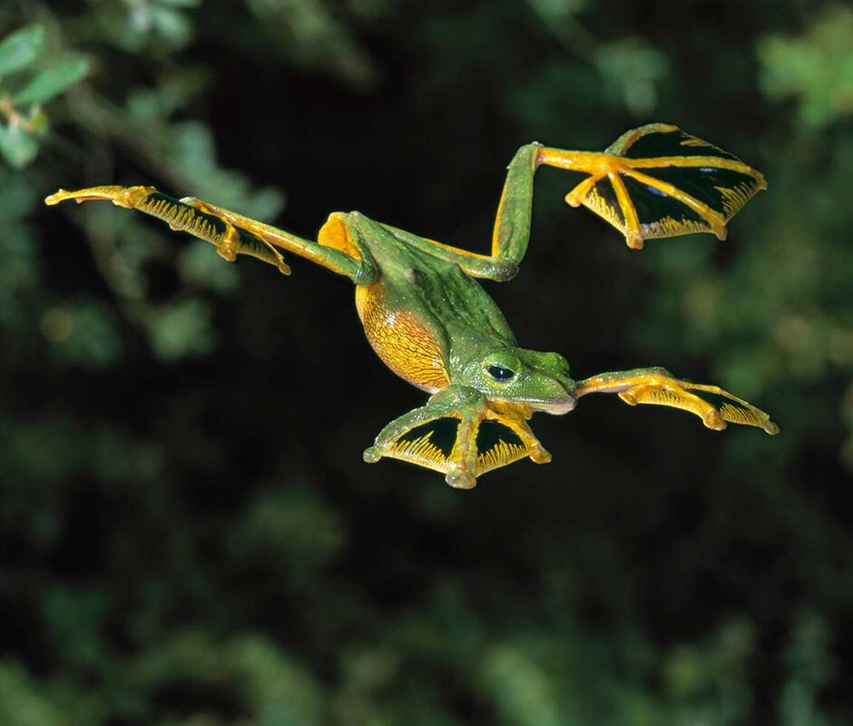 Wallace's Flying Frog can glide