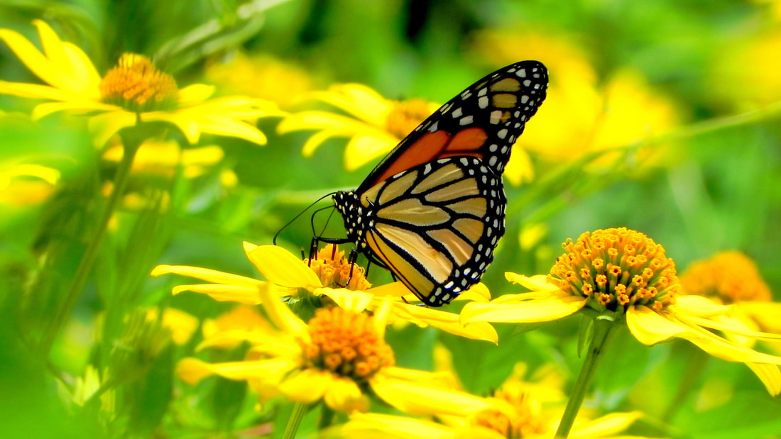 Butterflies taste with their feet